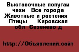 Выставочные попугаи чехи - Все города Животные и растения » Птицы   . Кировская обл.,Сезенево д.